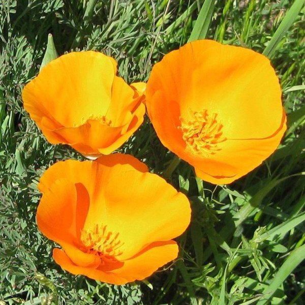 Калифорнийский Мак (эшшольция)