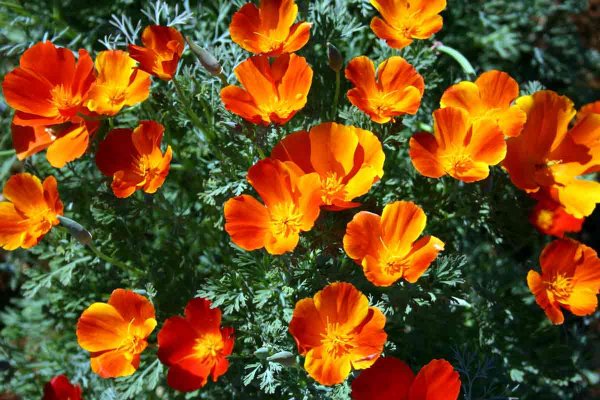 Эшшольция оранжевый Король