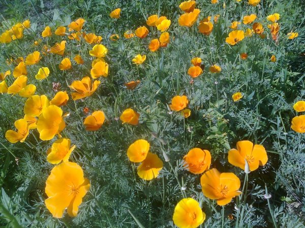 Эшшольция дернистая