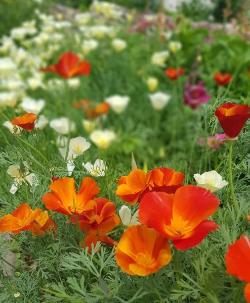 Эшшольция Калифорнийская Калифорния