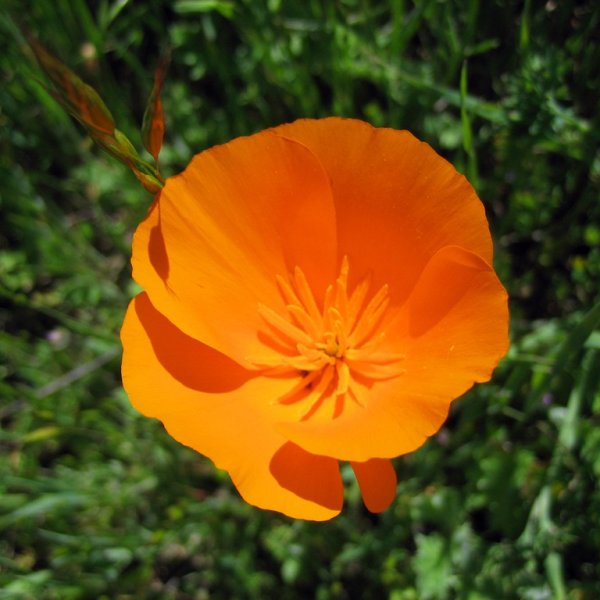 Эшшольция Земляничная Поляна