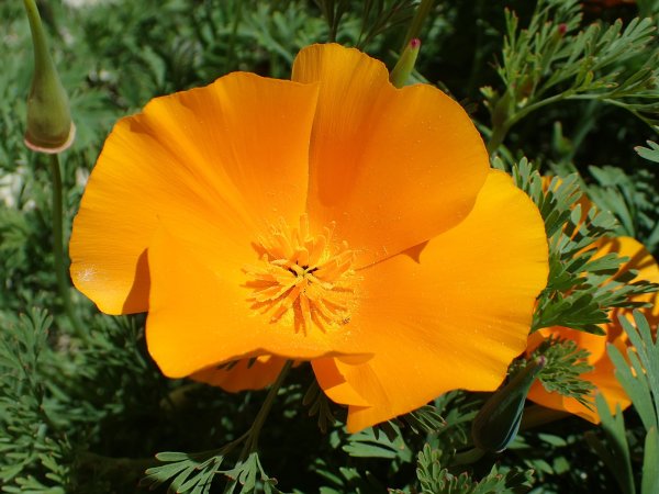 Eschscholzia californica эшшольция Калифорнийская