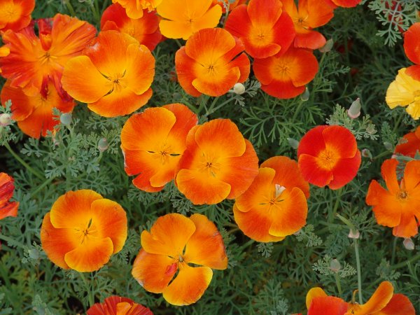 Эшшольция Калифорнийская