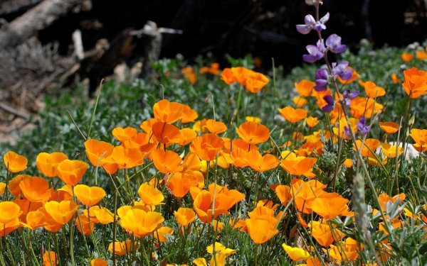 Гравилат эшшольция