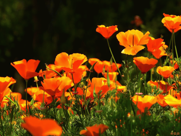 Цветок эшшольция Калифорнийская