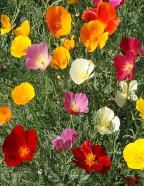 Цветок эшшольция Калифорнийская