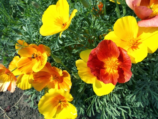 Эшшольция дернистая