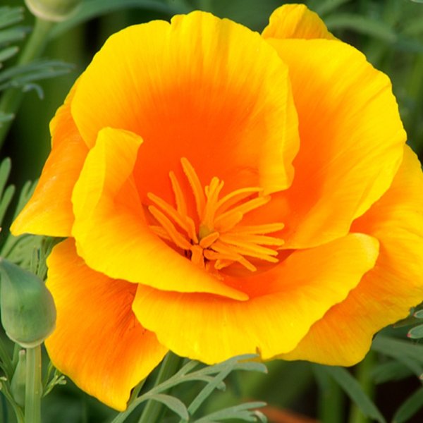 Цветок эшшольция Калифорнийская