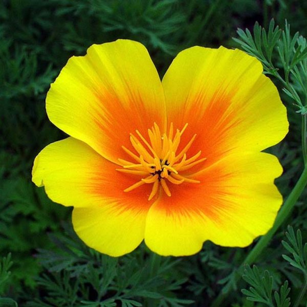 Эшшольция оранжевый Король