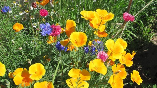 Эшшольция на газоне