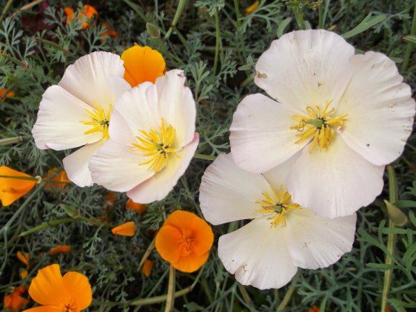 Эшшольция Ацтек