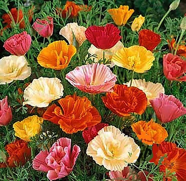 Эшшольция Неаполитанская Ривьера