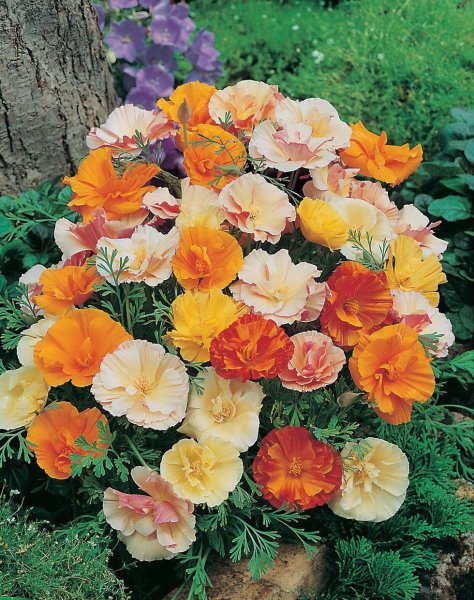 Эшшольция Калифорнийская