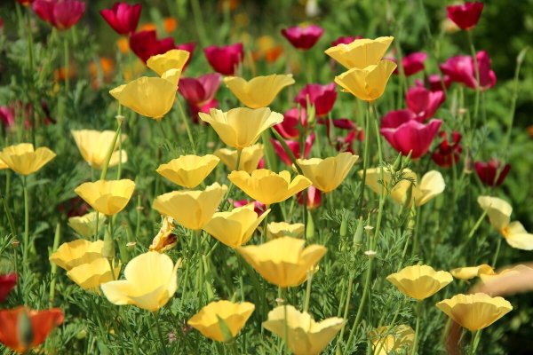 Эшшольция Калифорнийская красная