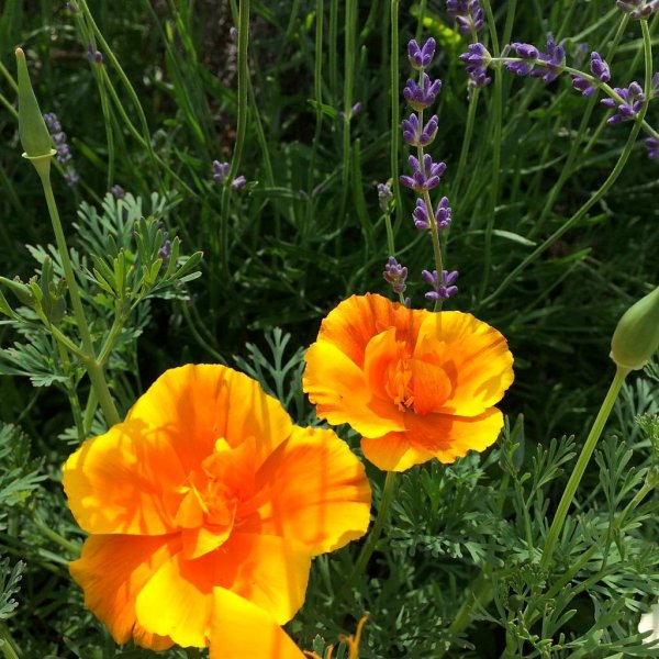 Эшшольция оранжевый Король