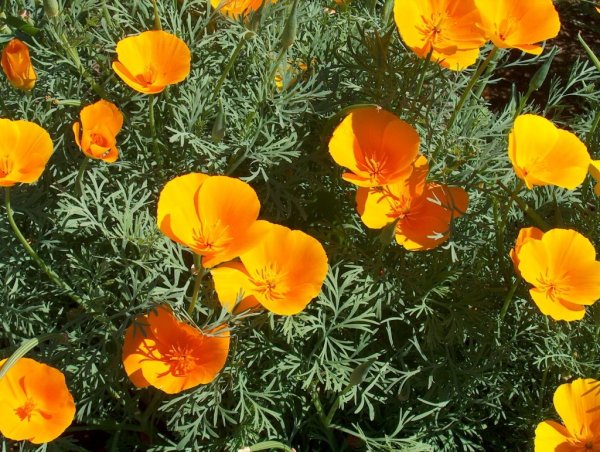 Эшшольция Аура