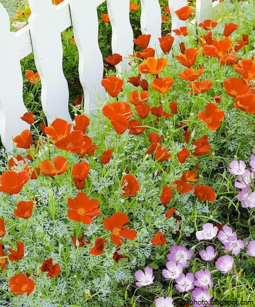 Эшшольция Калифорнийская на клумбе