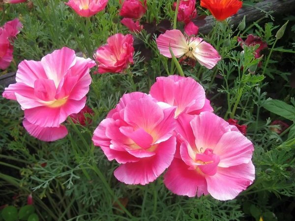 Эшшольция феерия Абрикосовая