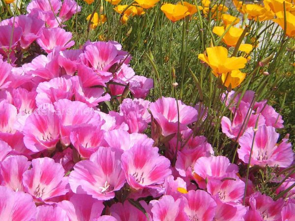 Эшшольция лиловый Луч