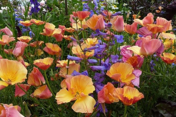 Цветок эшшольция Калифорнийская