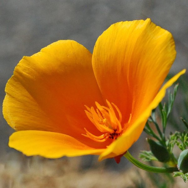 Калифорнийский Мак (эшшольция)