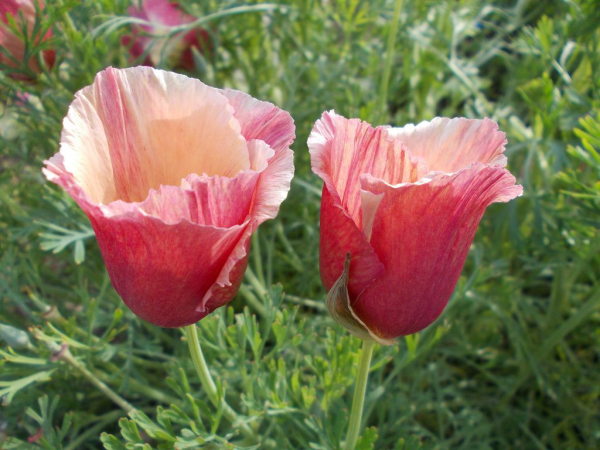 Калифорнийский Мак балерина