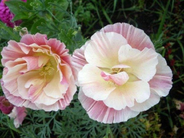 Эшшольция махровая