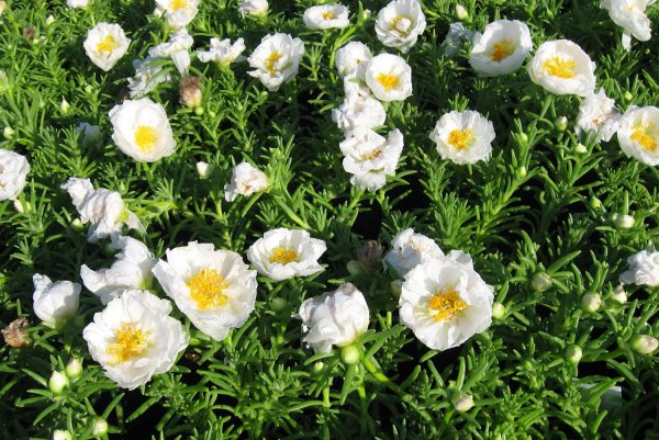 Портулак белый махровый