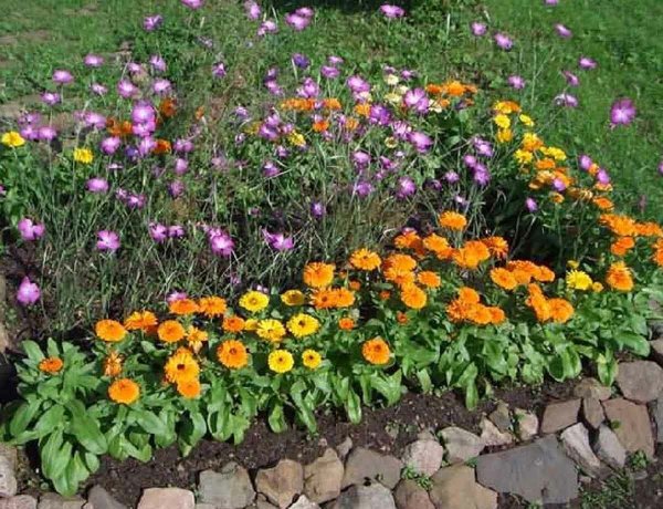 Цветок эшшольция Калифорнийская