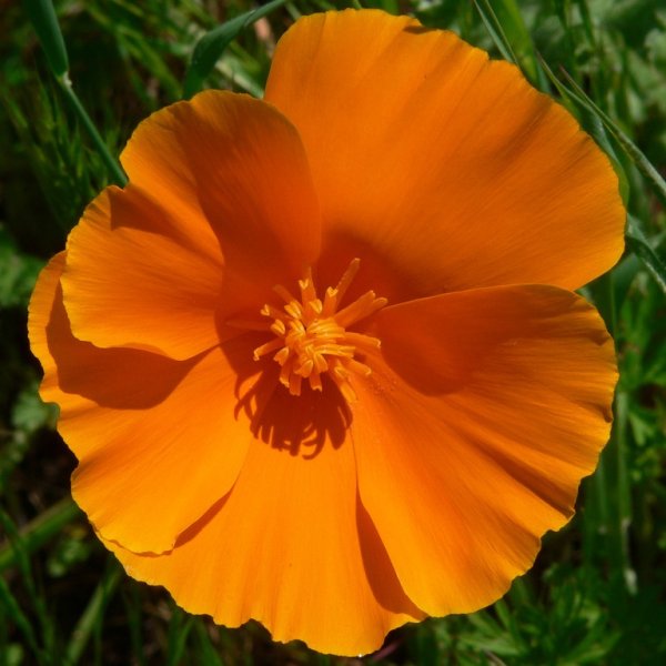 Портулак, Виола, бархатцы