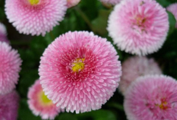 Операция Мак 2022