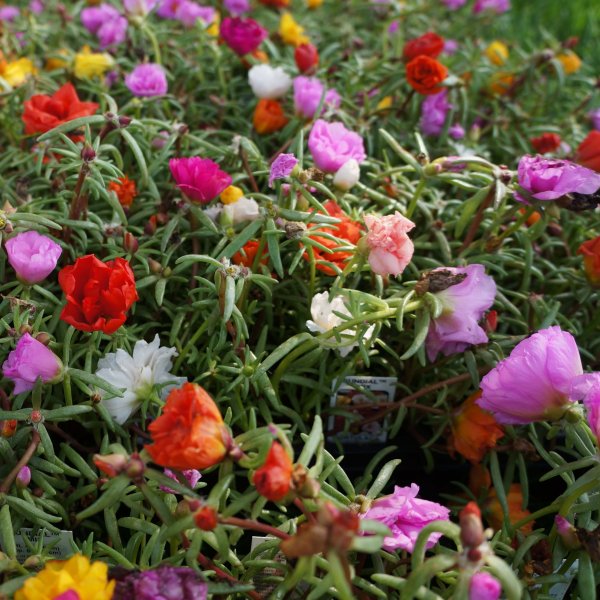 Роза почвопокровная Альба