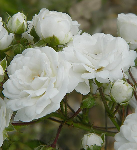 Ноготки и бархатцы на клумбе