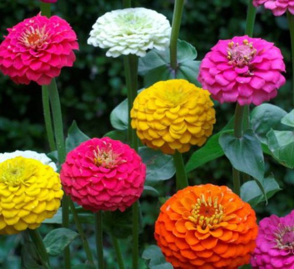 Селекция цветов