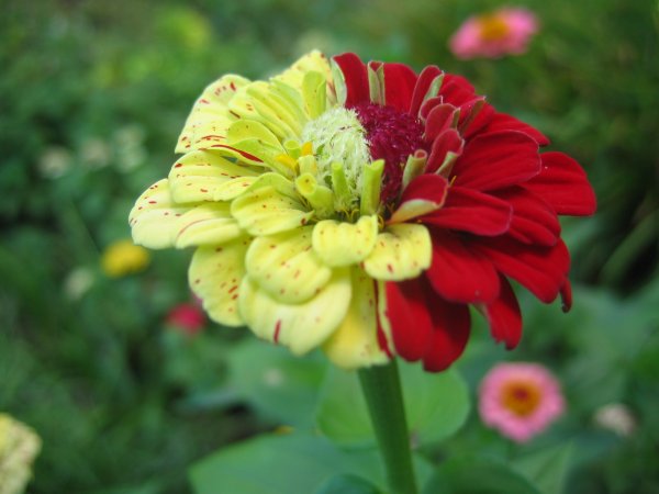 Космея низкорослая