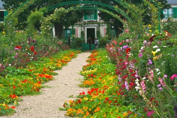 Бархатцы Покрытосеменные растения