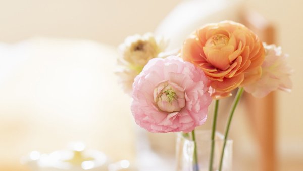 Нежный цветок