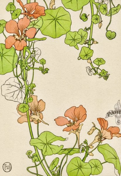 Настурция Ботаническая