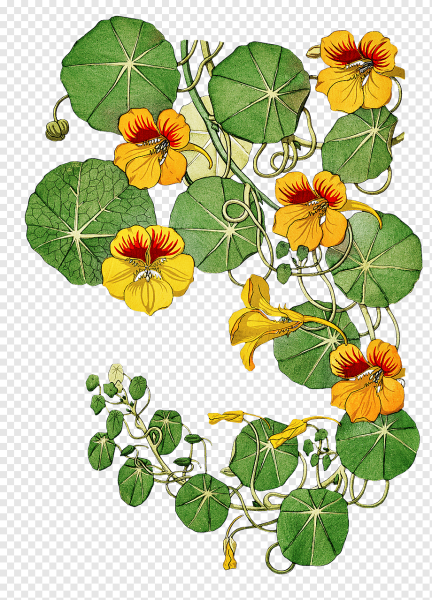 Настурция ар-нуво