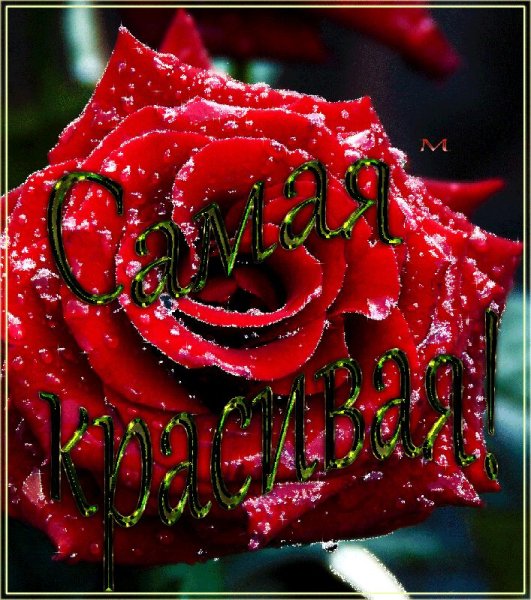 Розы для любимой