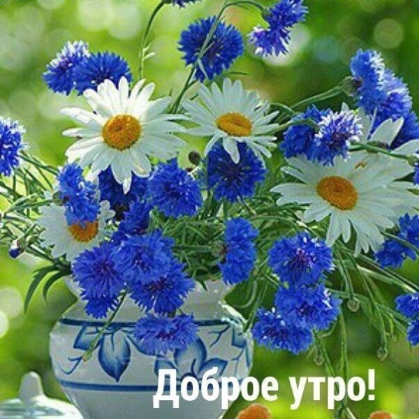 Доброе утро васильки и ромашки