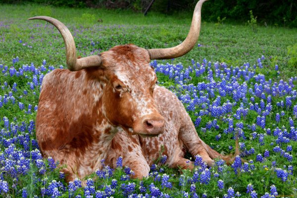 Бык в цветах