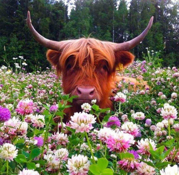 Бык эскиз цветной