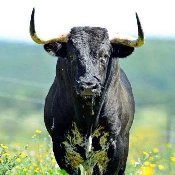 Креативный бык