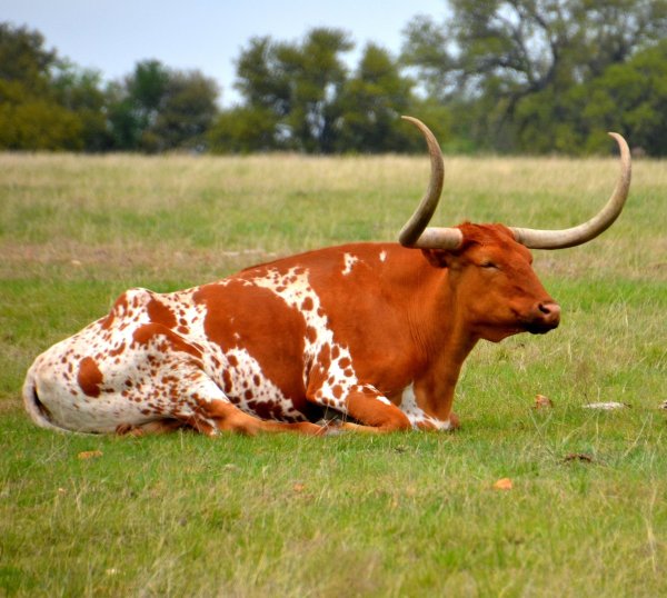 Белый металлический бык 2021