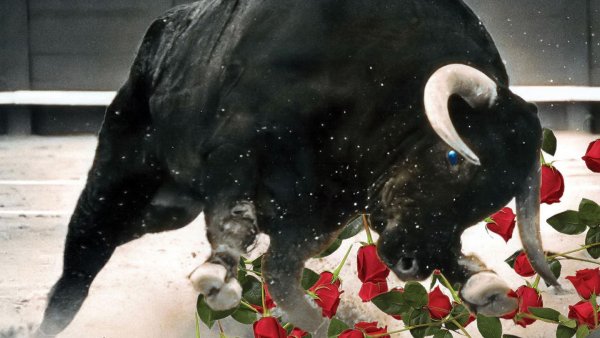 Бычок Фердинанд