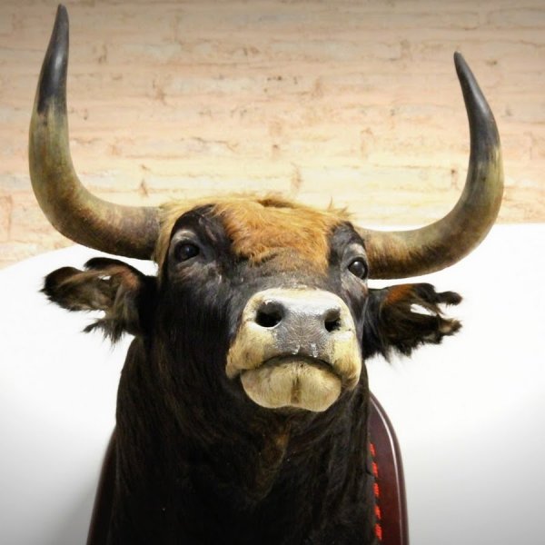 Фламенко коррида картина