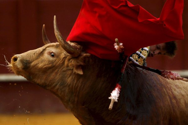 Быки и коровы в живописи