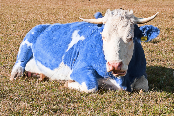 Бык рисунок