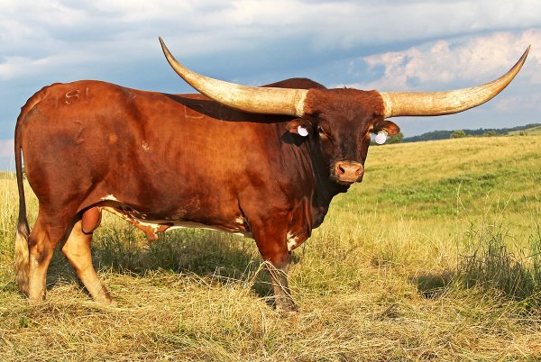 Колокольчик "коровы"